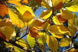 Herbstfärbung